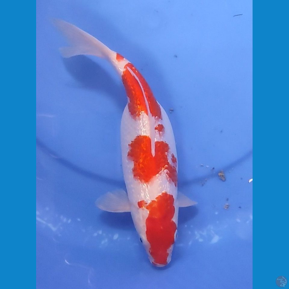 KOHAKU FULL GINDRIN TOP 27.5 CM FEMALE