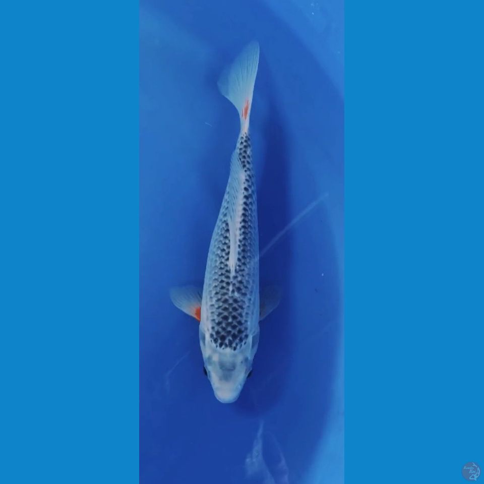 ASAGI 32CM(MALE)