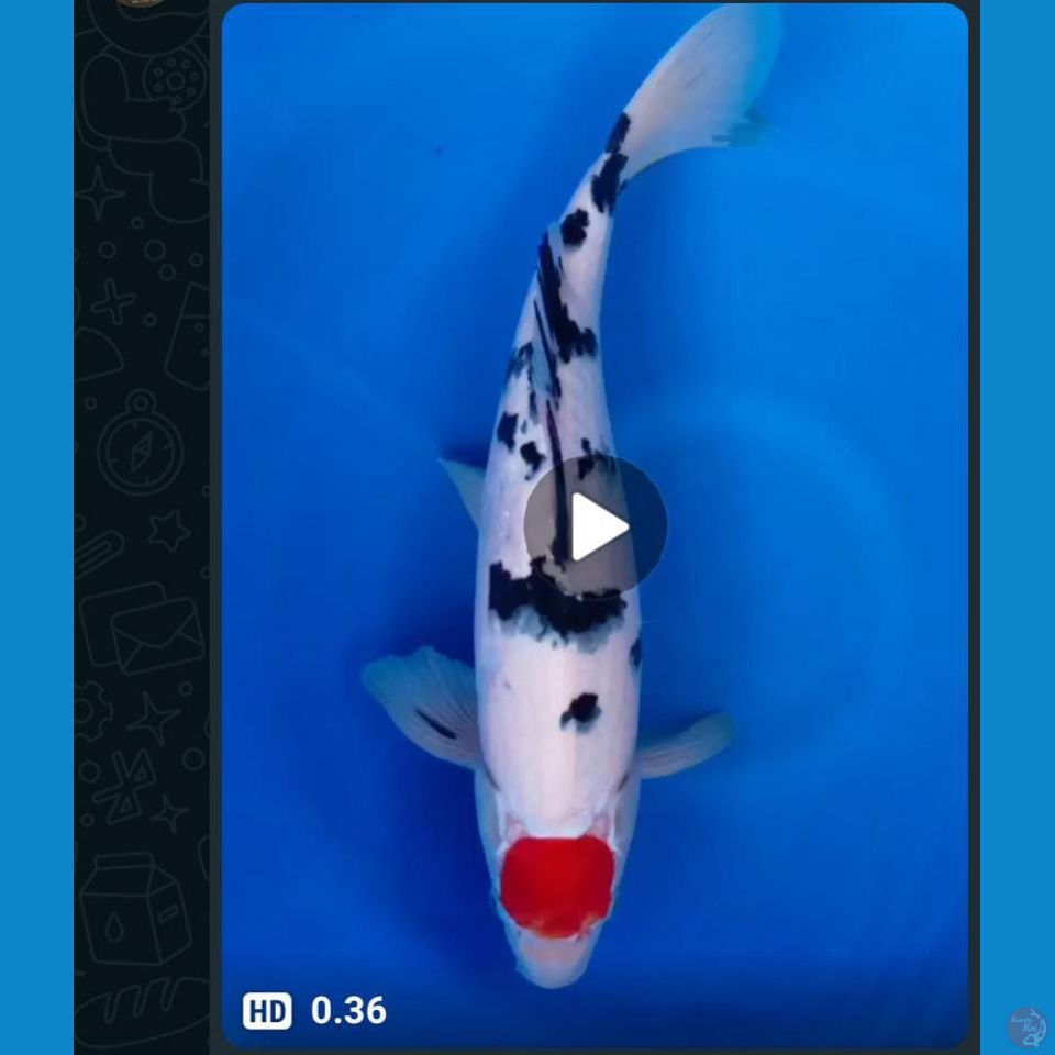 TANCHO SANKE 30CM(JANTAN)