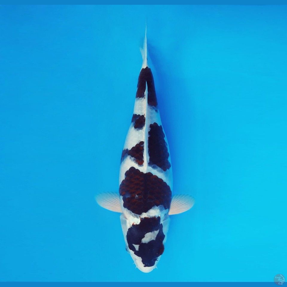 BANZAI 1 ~ Budo Goromo 34 cm/fm™,-