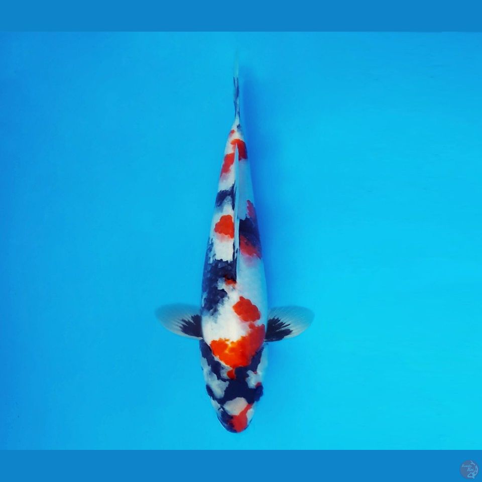 BANZAI 3 ~ Showa Evolution 29 cm/male™,-