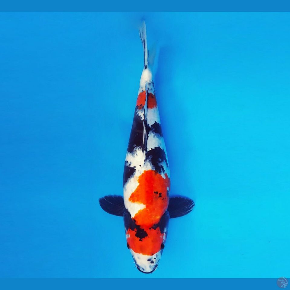 BANZAI 4 ~ Showa Jumbo 45 cm/fm™,-