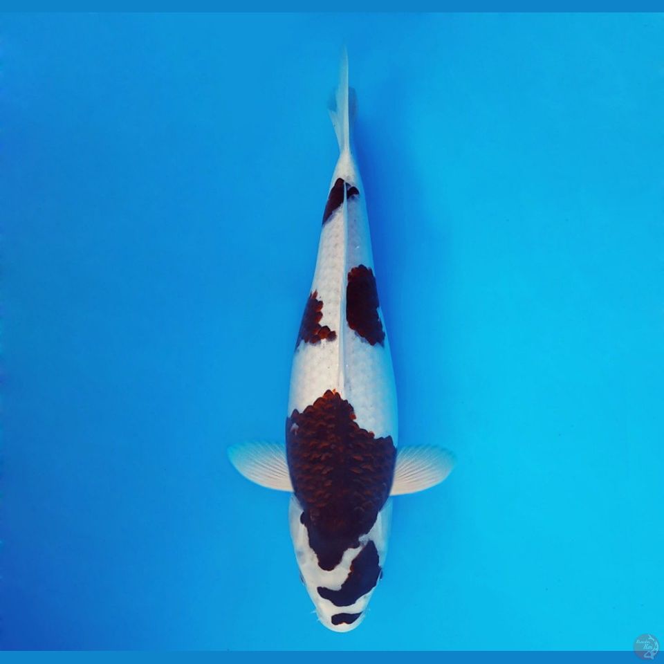 BANZAI 5 ~ Budo Goromo 39 cm/fm™,-