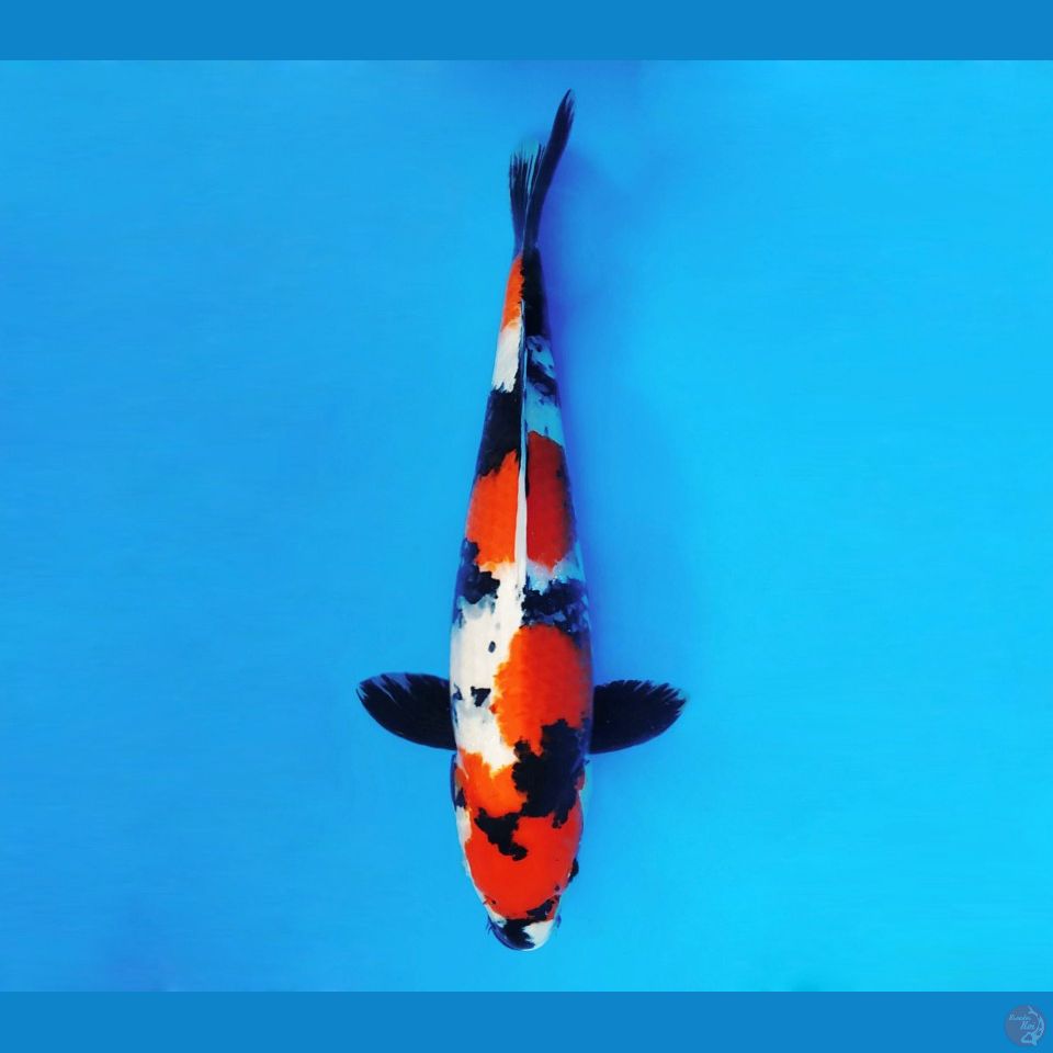 BANZAI 6 ~ Showa Evolution 42 cm/male™,-