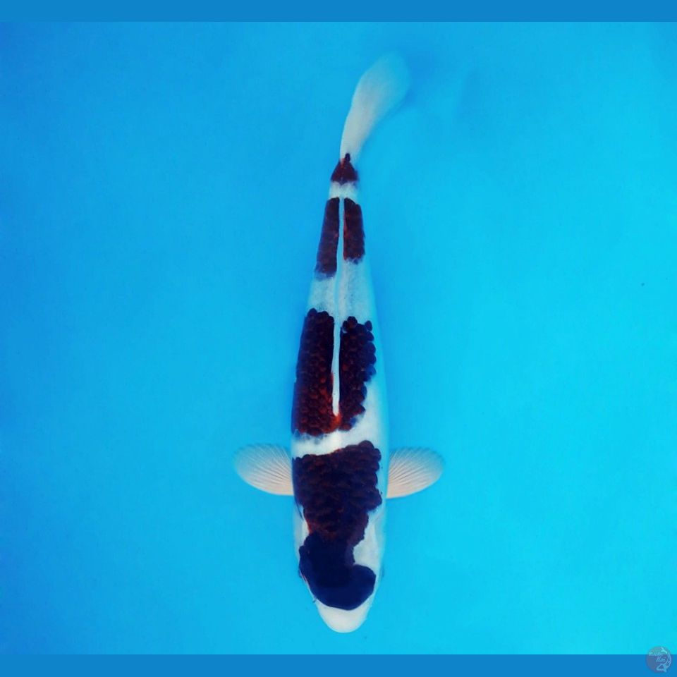 BANZAI 8 ~ Budo Goromo 30 cm/male™,-