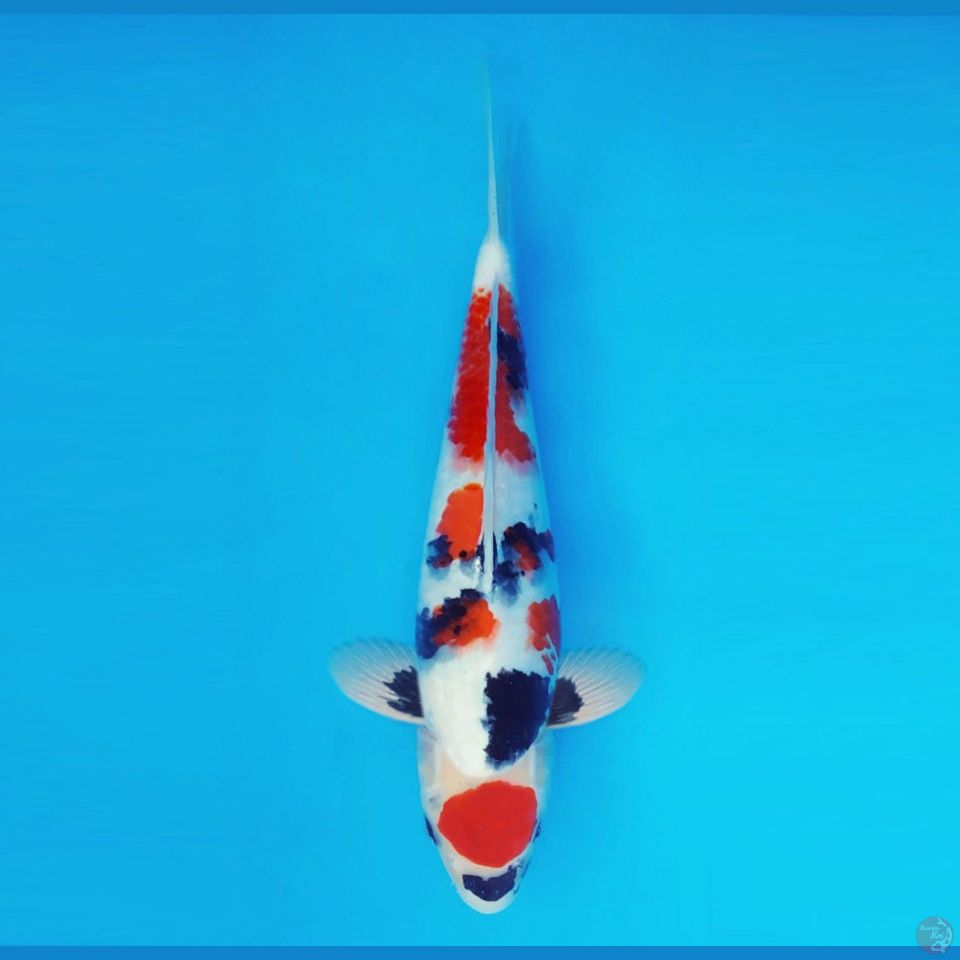 BANZAI 10 ~ Maruten Showa Evo 32 cm/male™,-