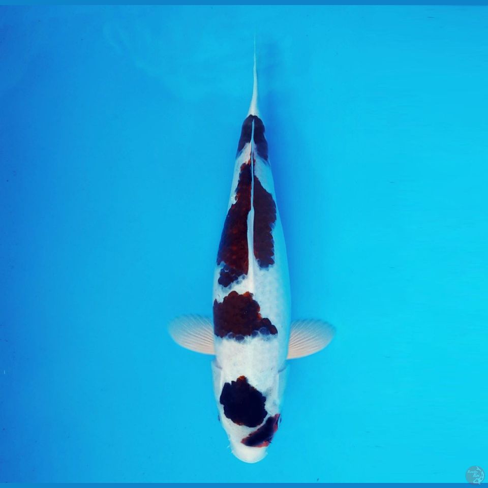 BANZAI 12 ~ Budo Goromo 36 cm/fm™,-