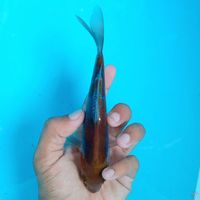 KIKO MANTAP 17CM