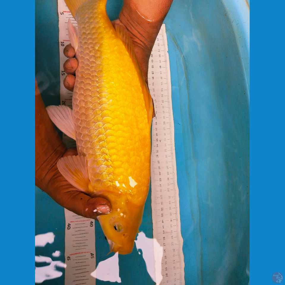 karshi gibdrin beepunuk 44cm