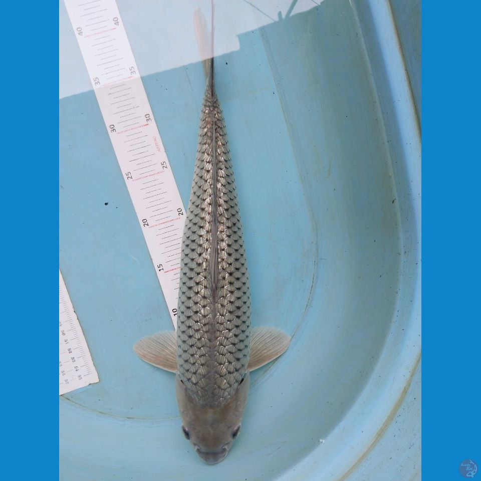 sira gind full 45 cm