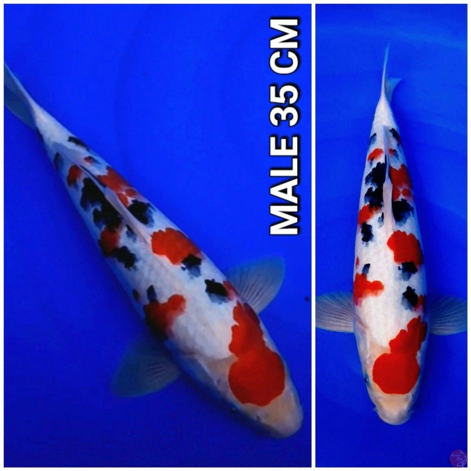 original taisho sanke 35cm (male)