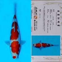 SAKAI SANDAN KOHAKU HQ 26CM