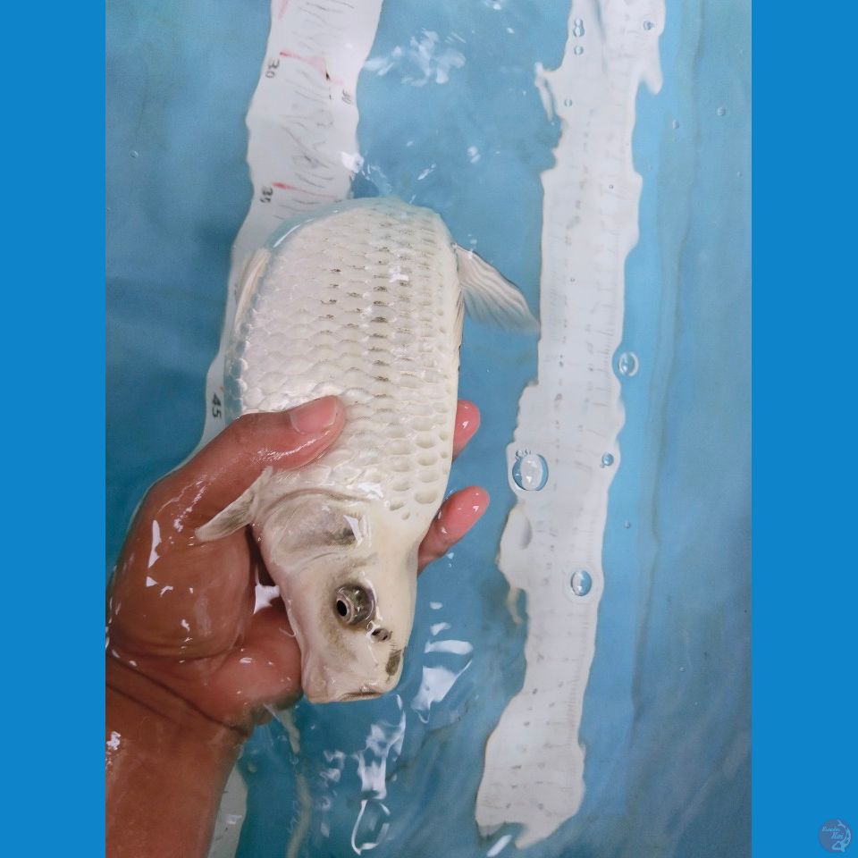 mukasi 26cm berpunok grandong