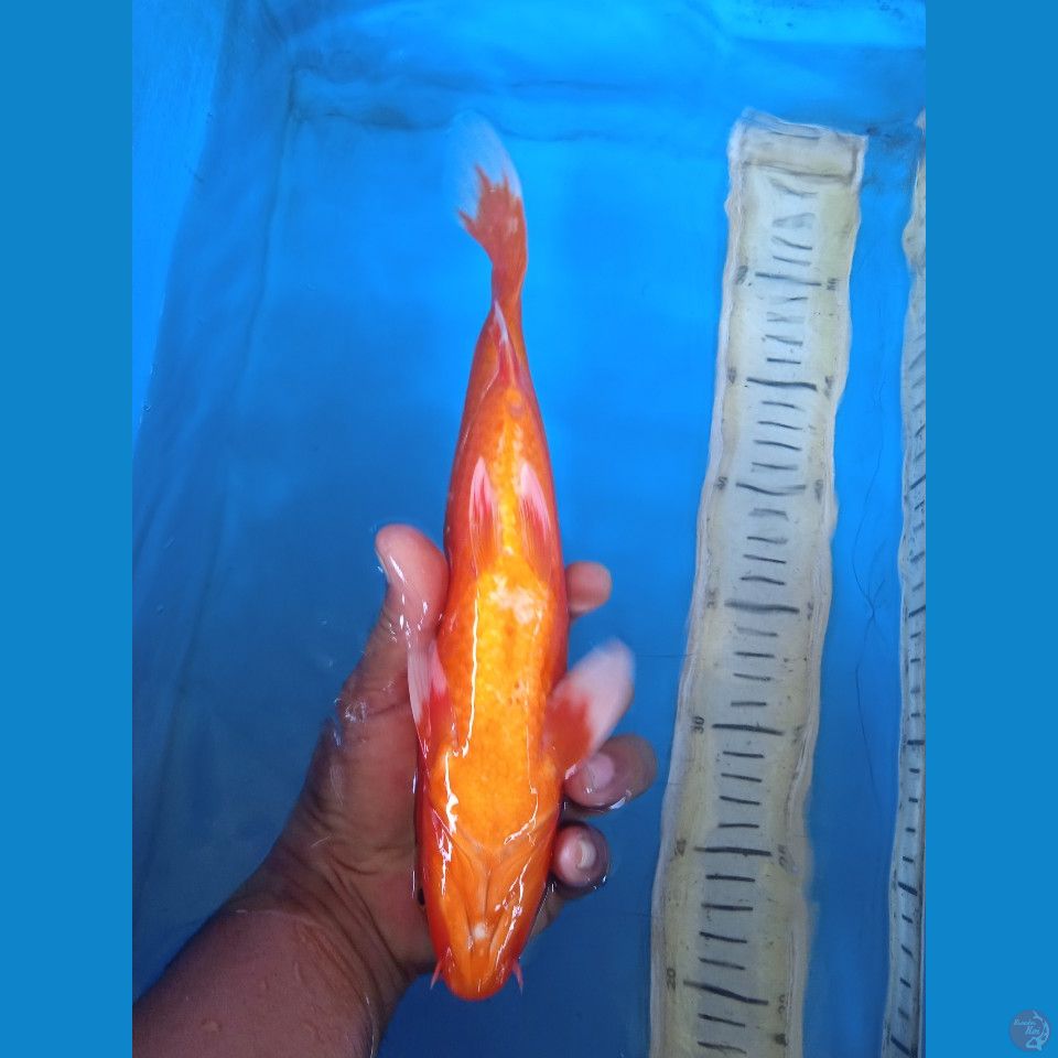 akahajiro 31cm