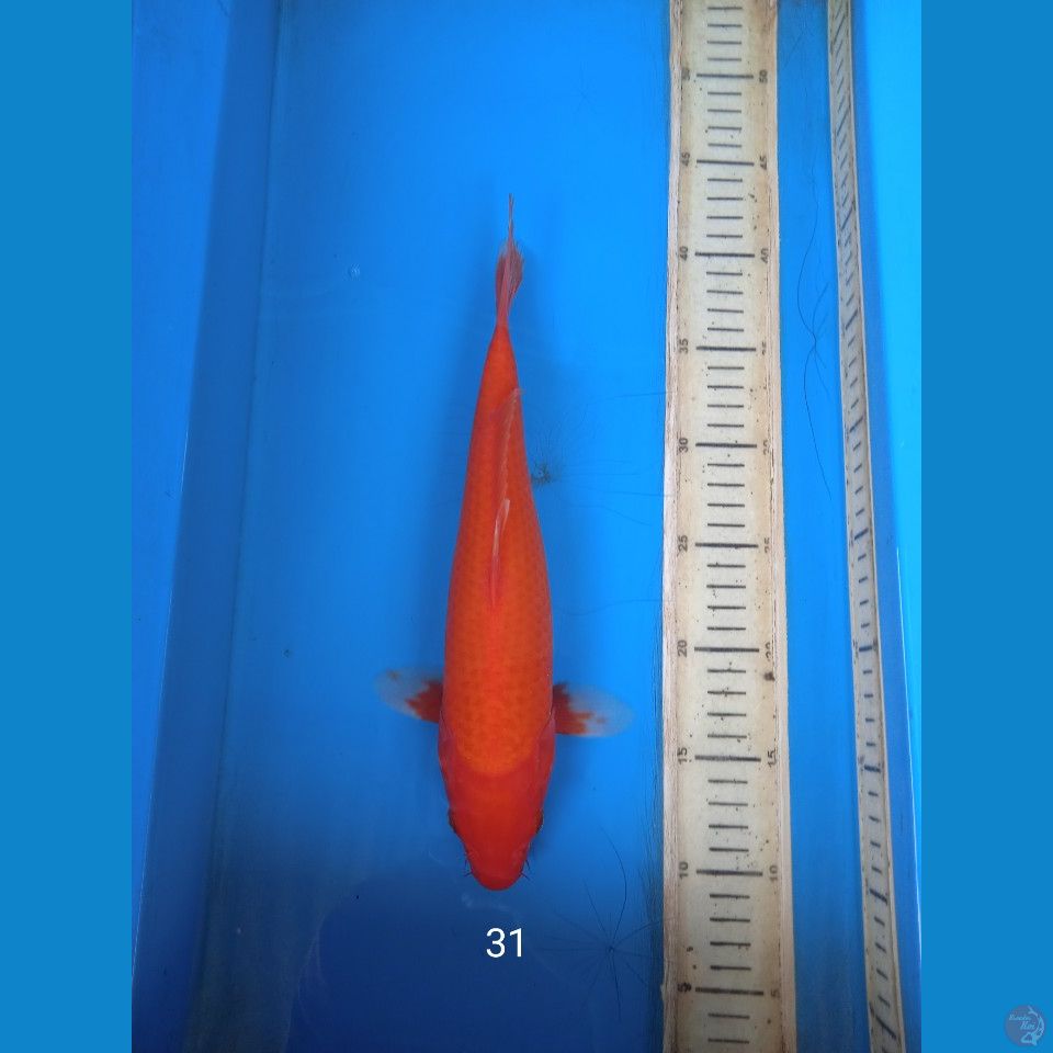 akahajiro 31cm