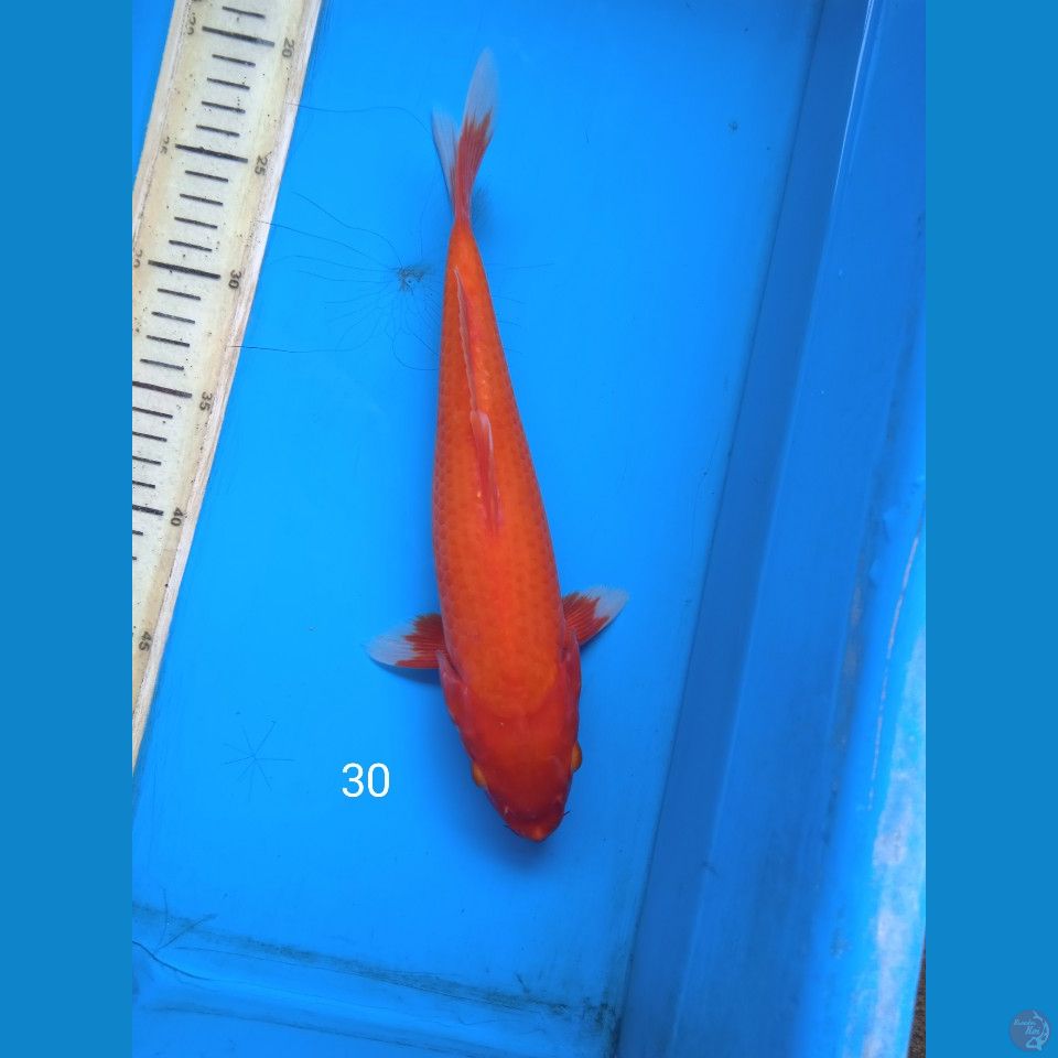 akahajiro 30cm