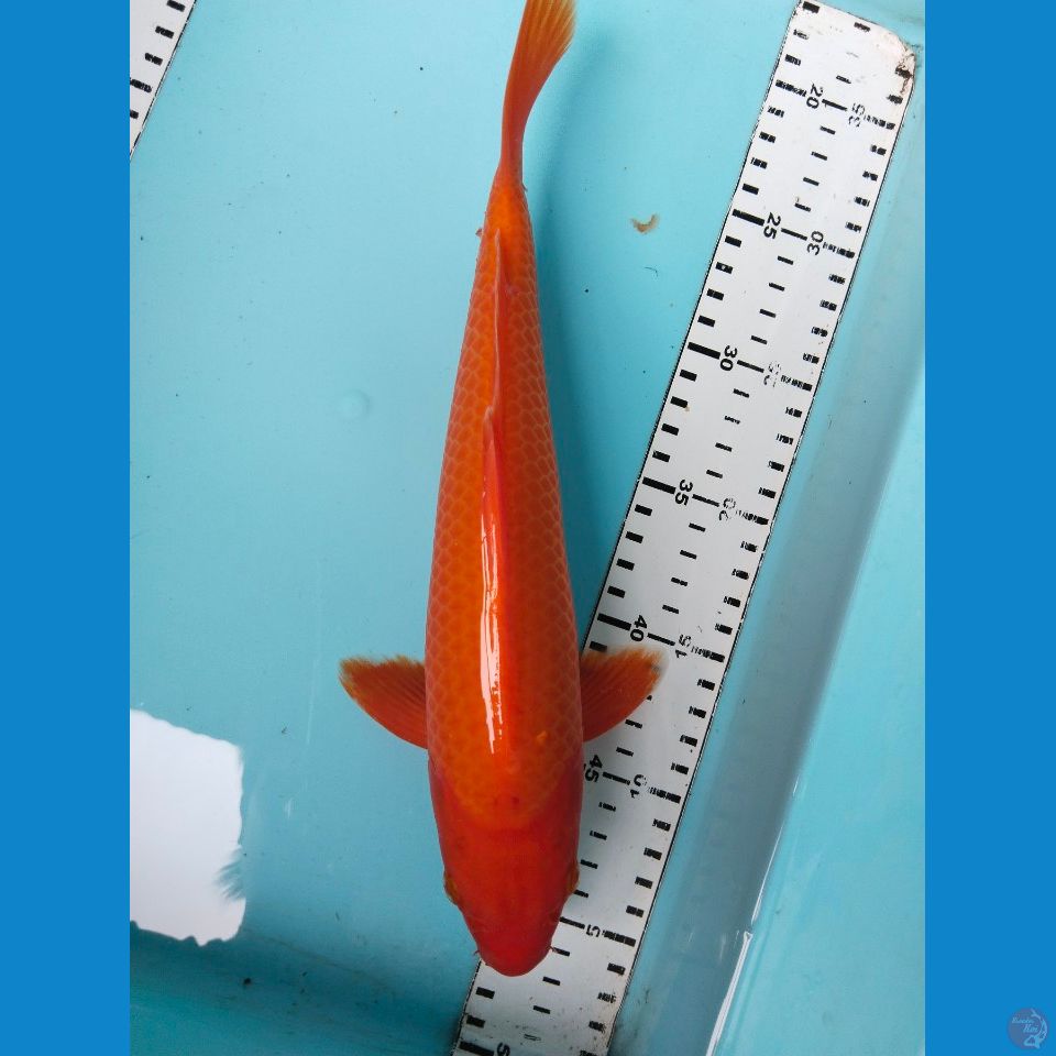 ben 31 cm
