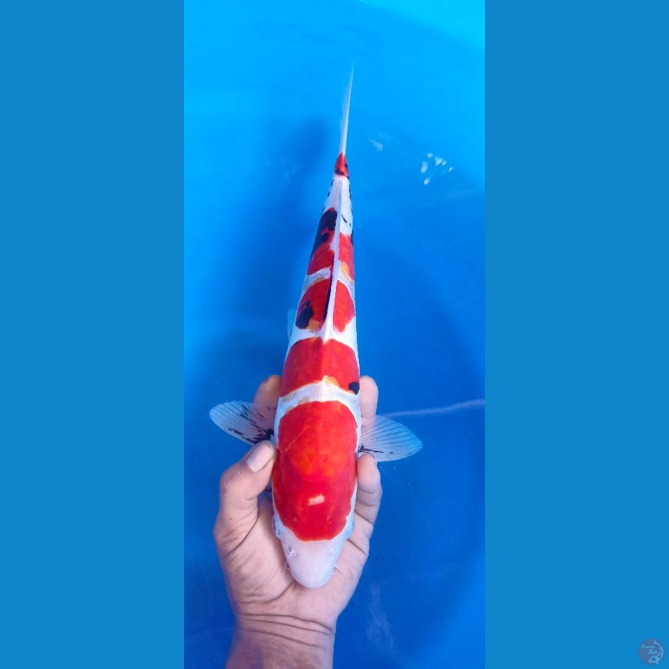 M 36CM SHOWA DOITSU