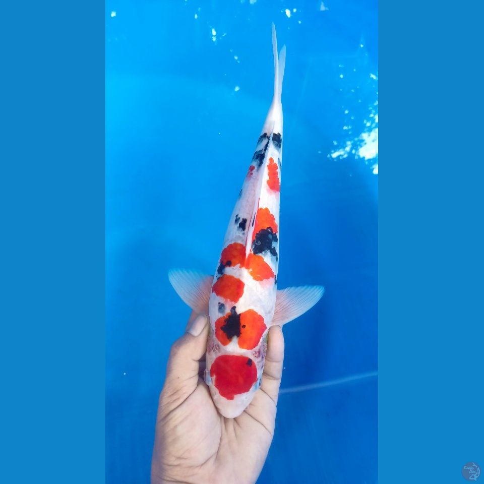 M 34CM MARUTEN SANKE