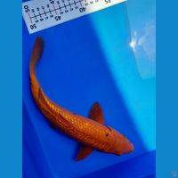 31cm Red caramel