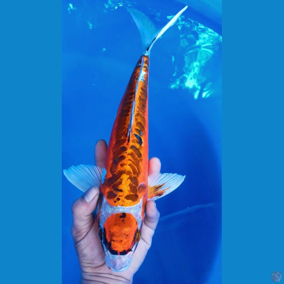 M 40CM MARUTEN KIKO