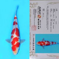 SAKAI KOHAKU SAKURA SQ 30CM