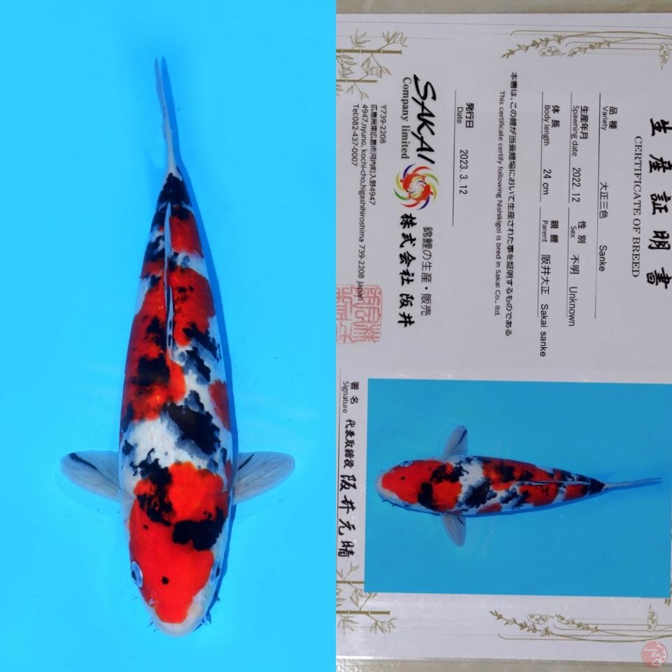 SAKAI SANKE SUPER RED HQ 35CM