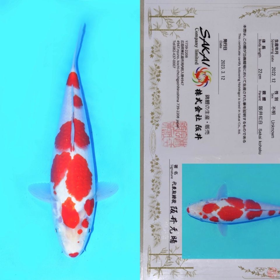 SAKAI SAKURA KOHAKU HQ 30CM