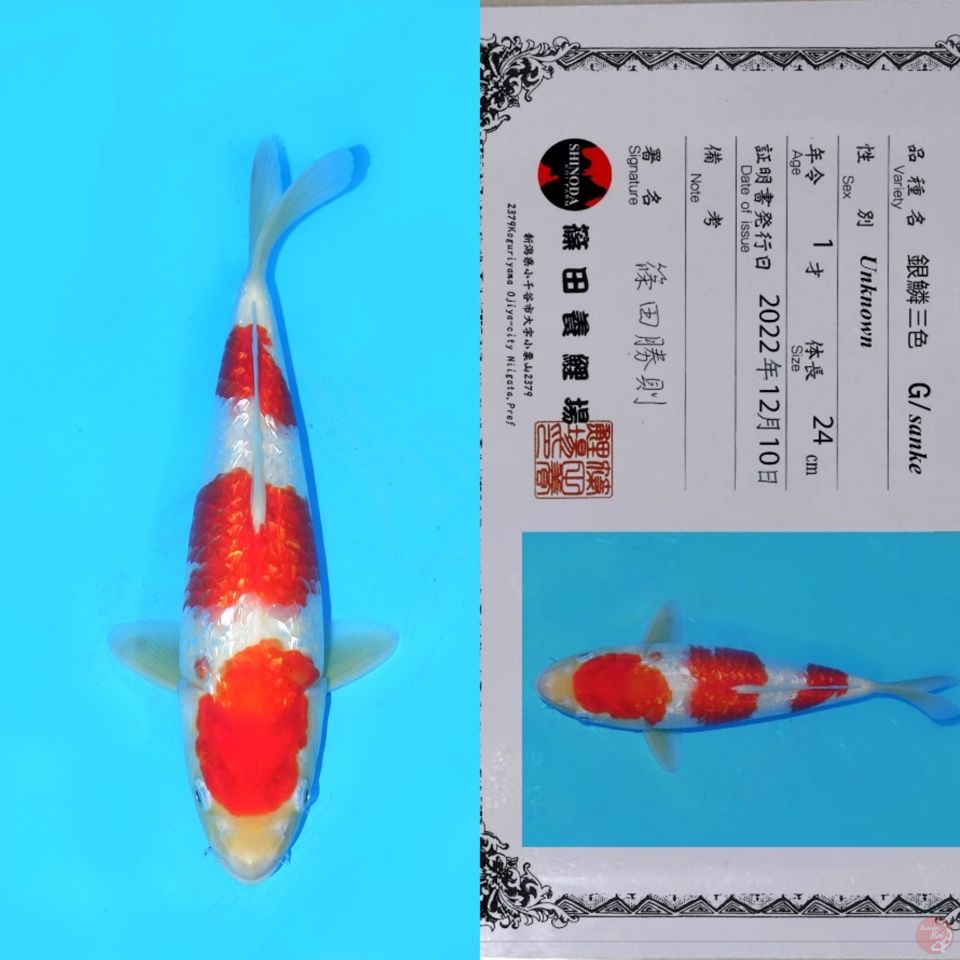 SHINODA GINRIN KOHAKU SQ 32CM