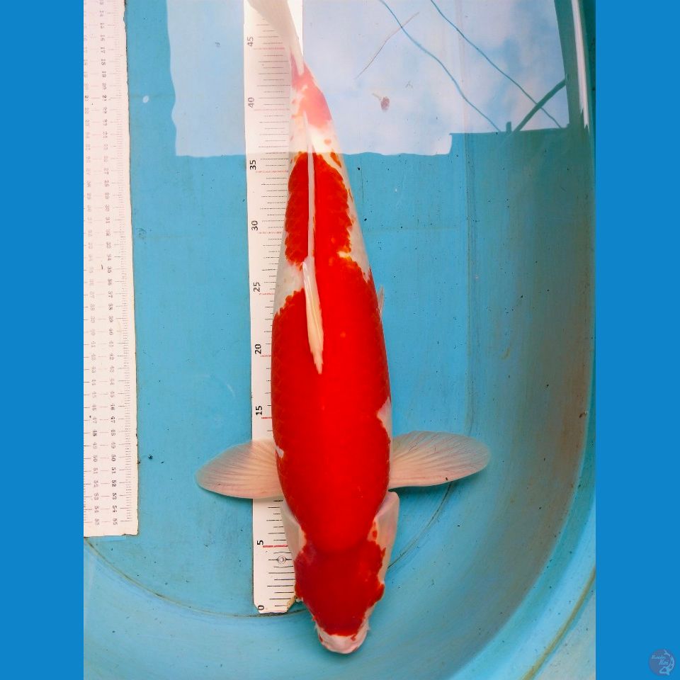 kohaku jantan 53cm