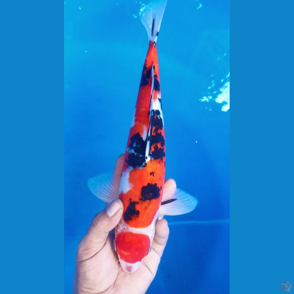 M 36CM MARUTEN SANKE