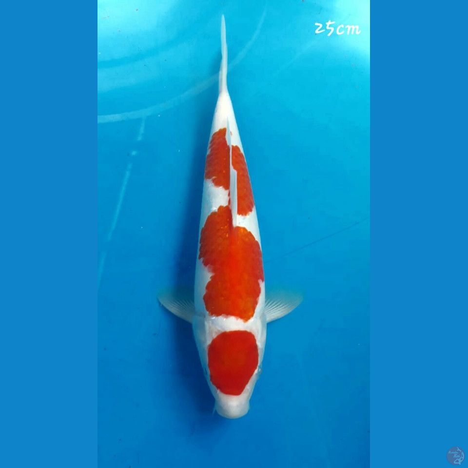 Kohaku 25cm