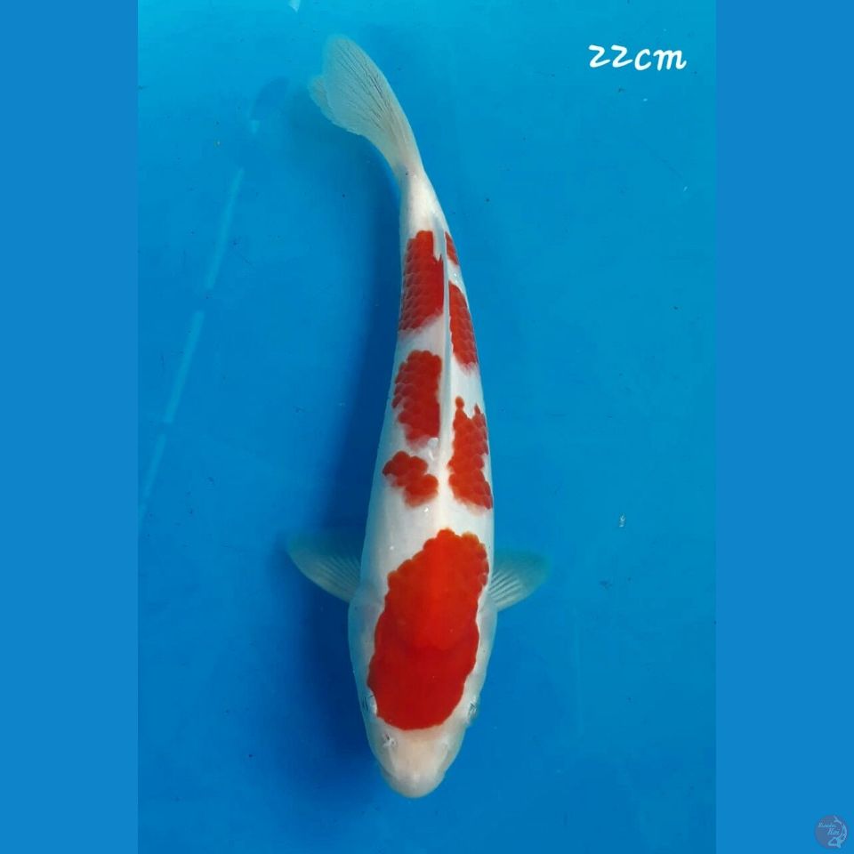 Kohaku 22cm