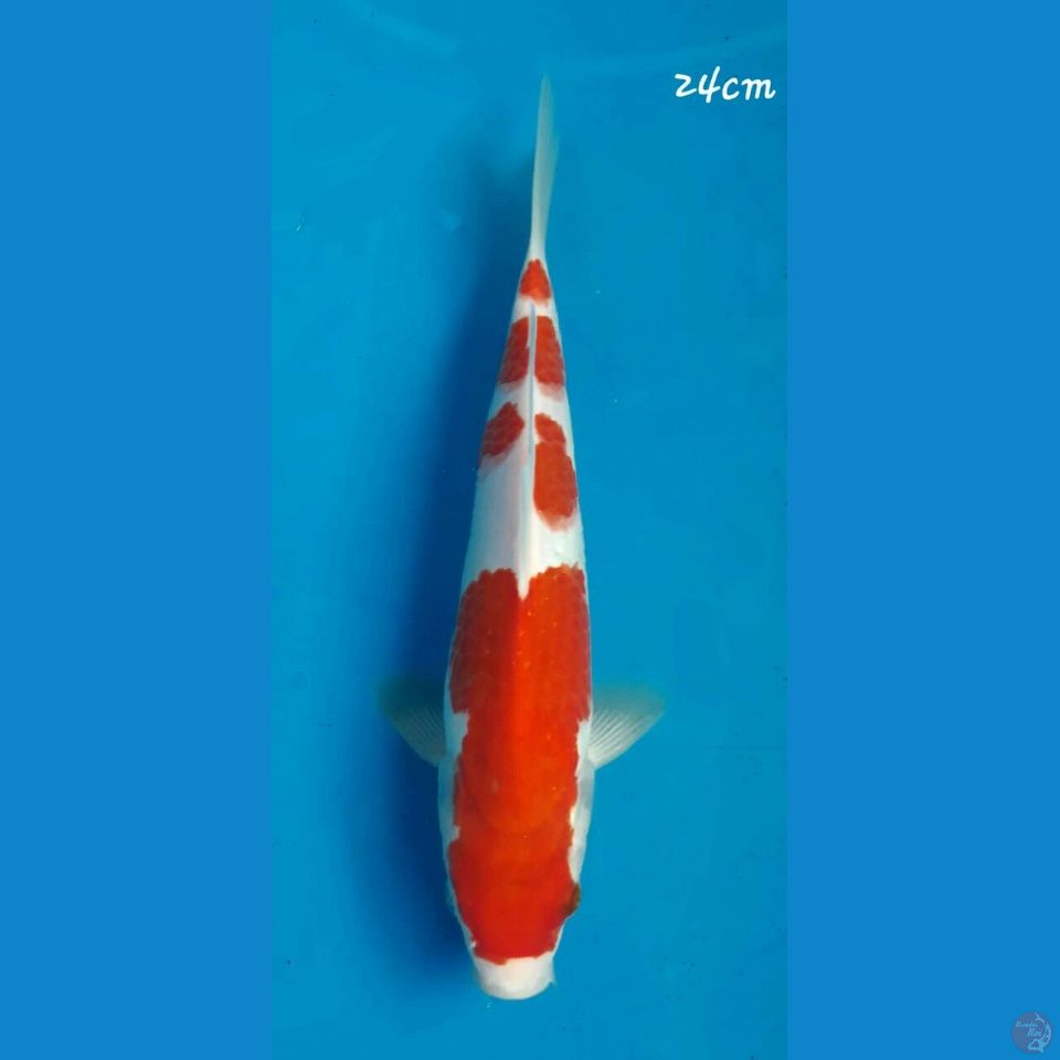 Kohaku 24cm