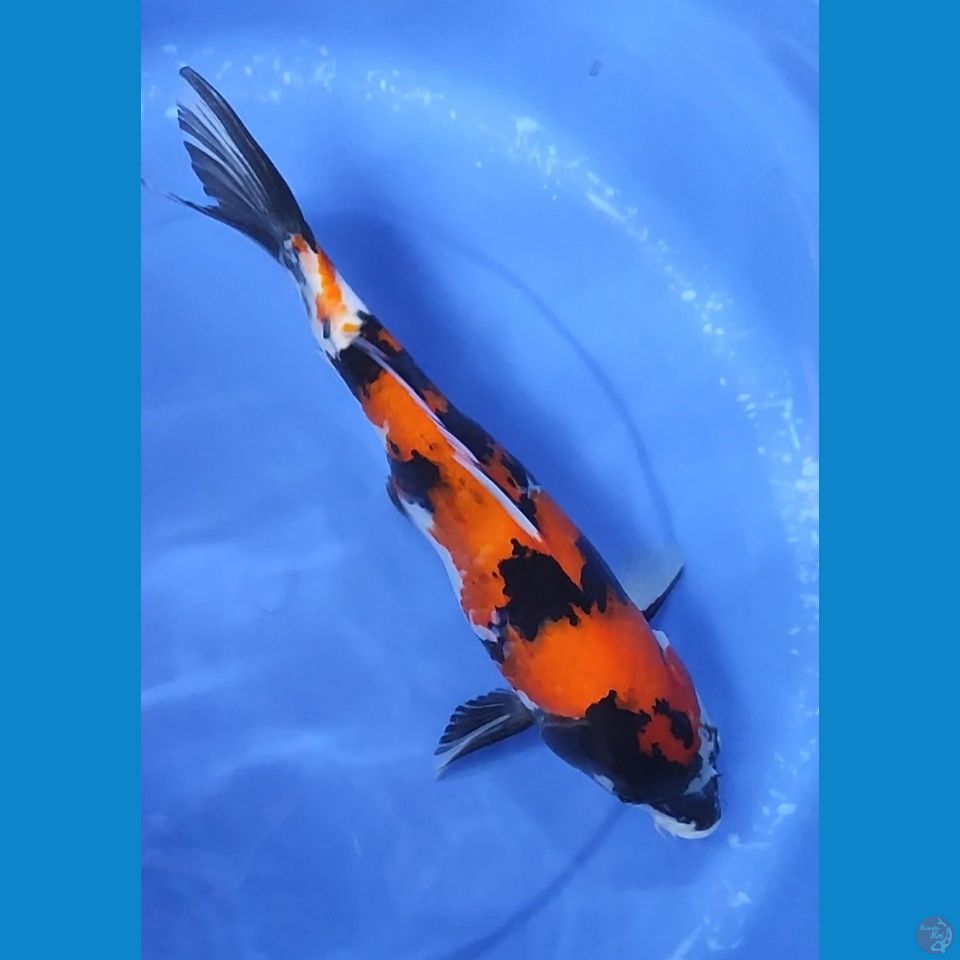 HIShowa 35 cm Female