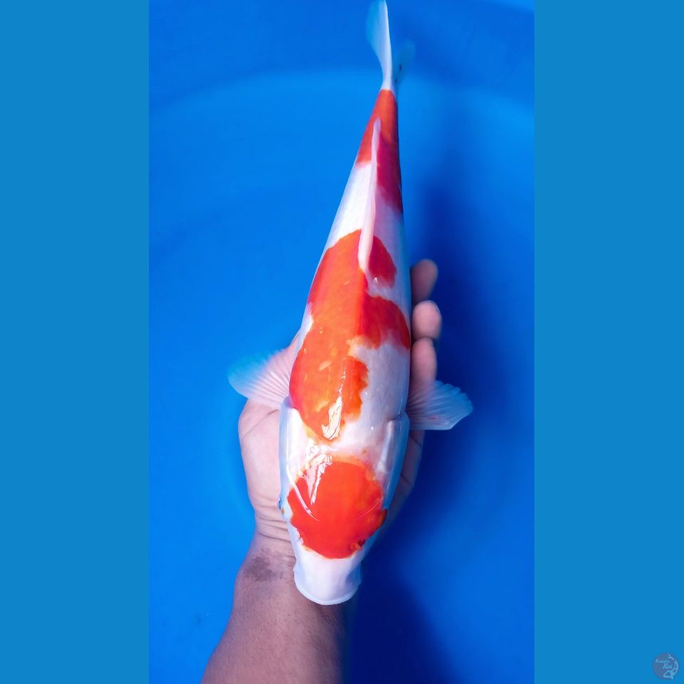 M 40CM MARUTEN KOHAKU