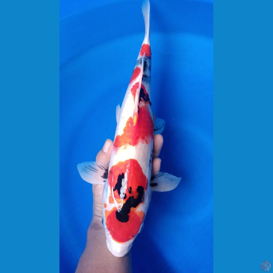 M 45CM MARUTEN SHOWA
