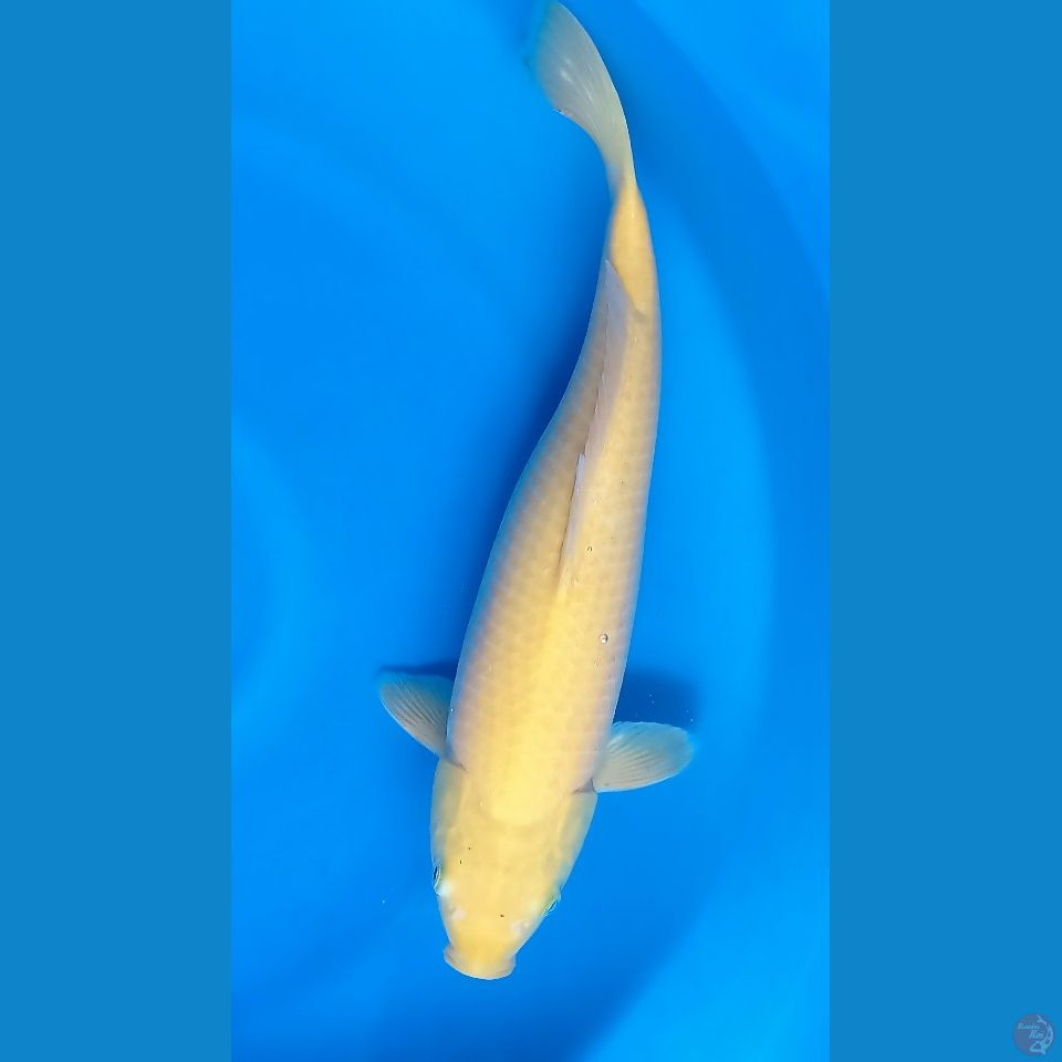 F 42CM KARASI LEMON (PUNUK)