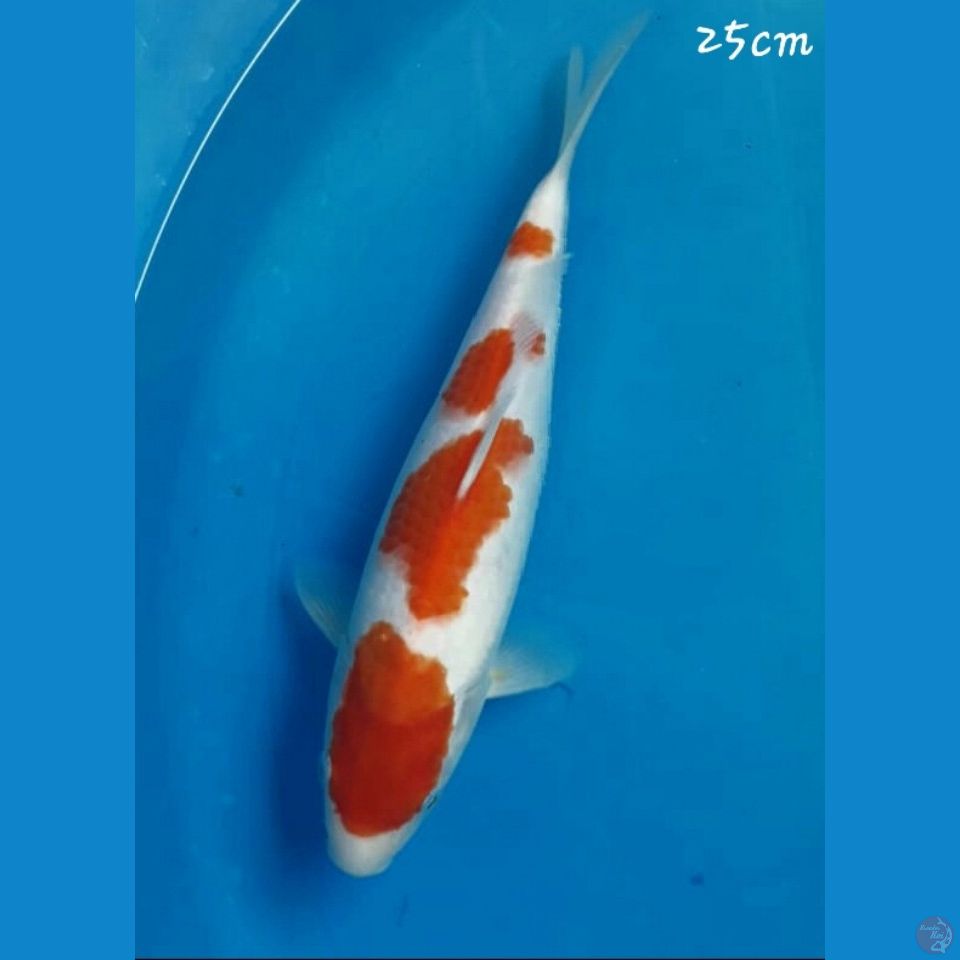 Kohaku 25cm