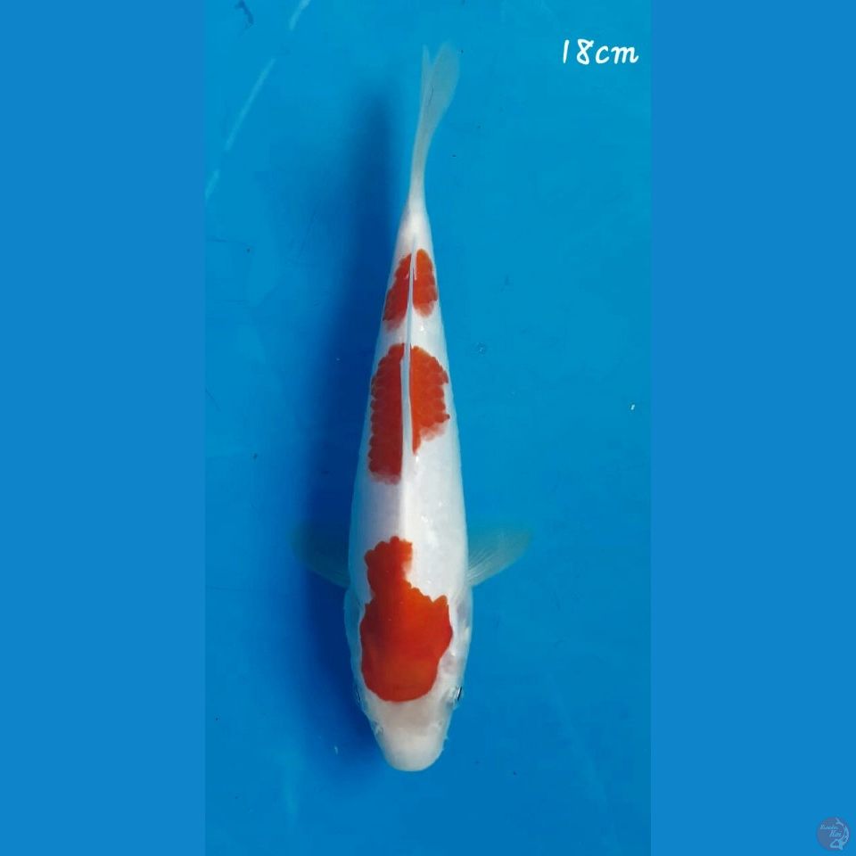 Kohaku 18cm