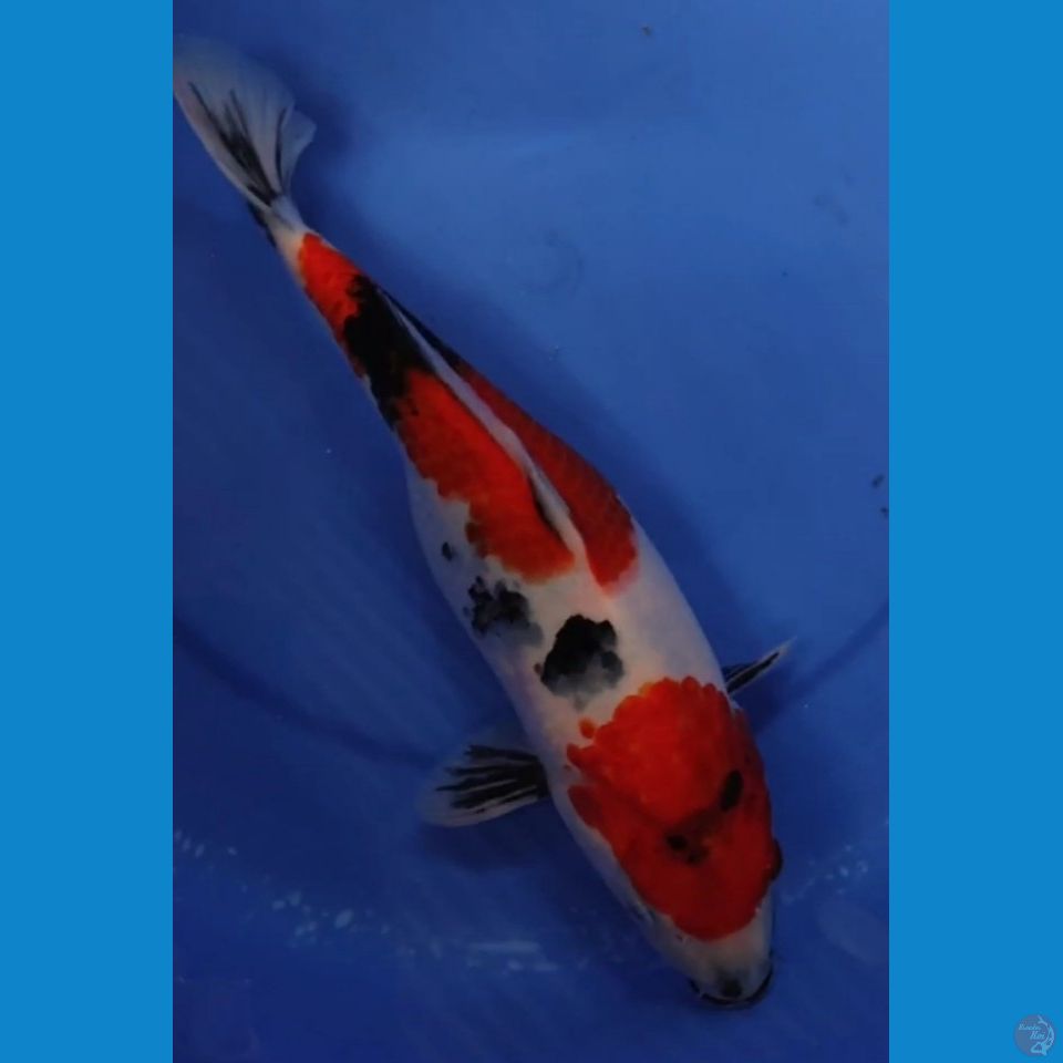 JUMBO SHOWA MOTOGORO IMBANG 35 CM FEMALE