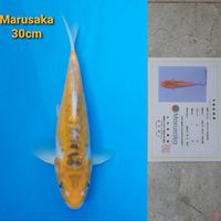 MARUSAKA AYAWAKABA 30CM SERTI