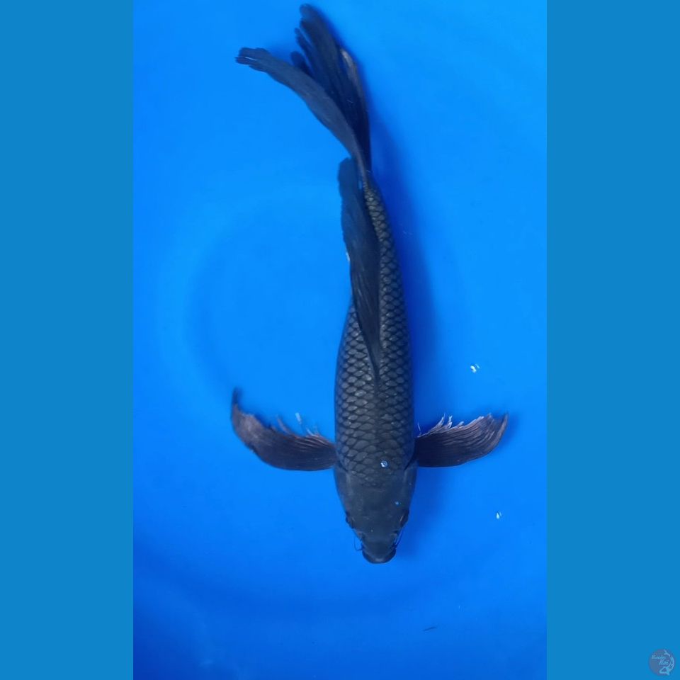 M 38CM BLACK SORAGOI