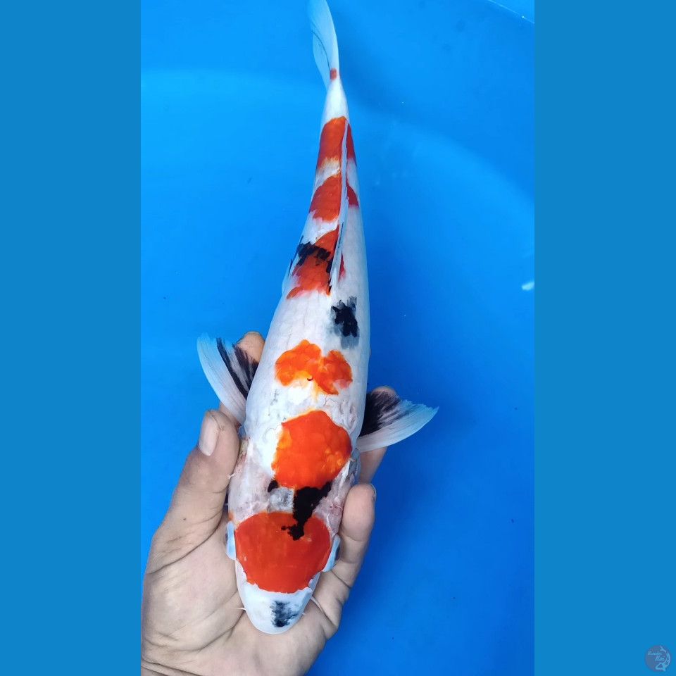 M 40CM MARUTEN SHOWA