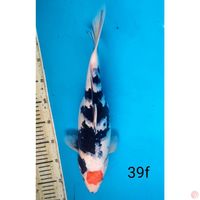 TC SHOWA, 39cm female