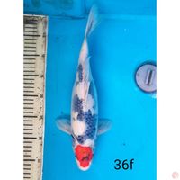 TC SHOWA, 36CM FEMALE