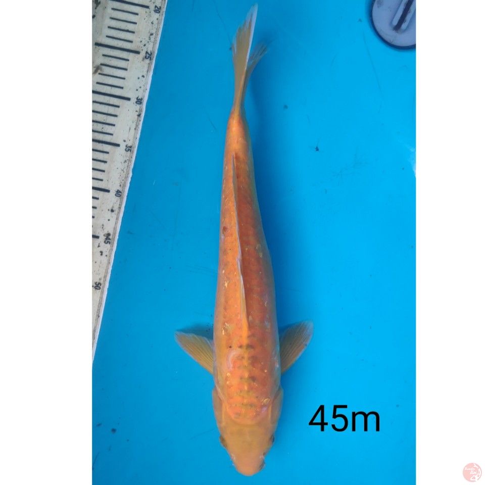 KARASHI DOIT, 45CM MALE