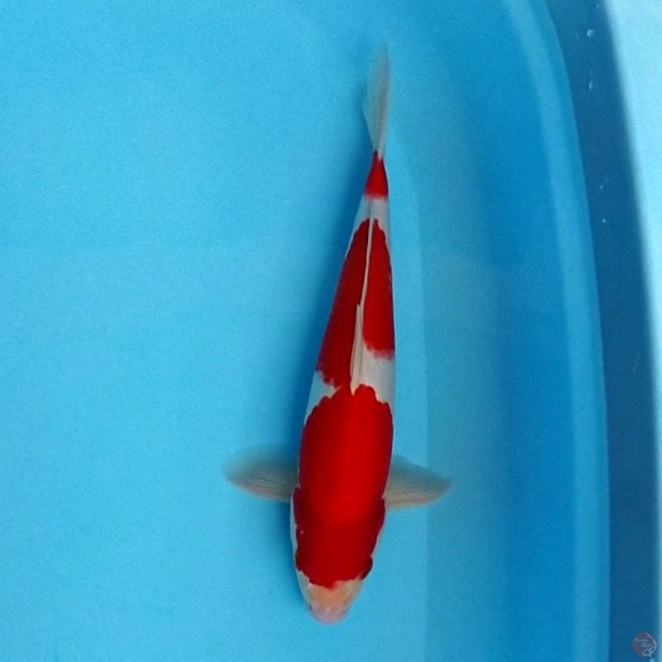 kohaku red strong.. 30cm.