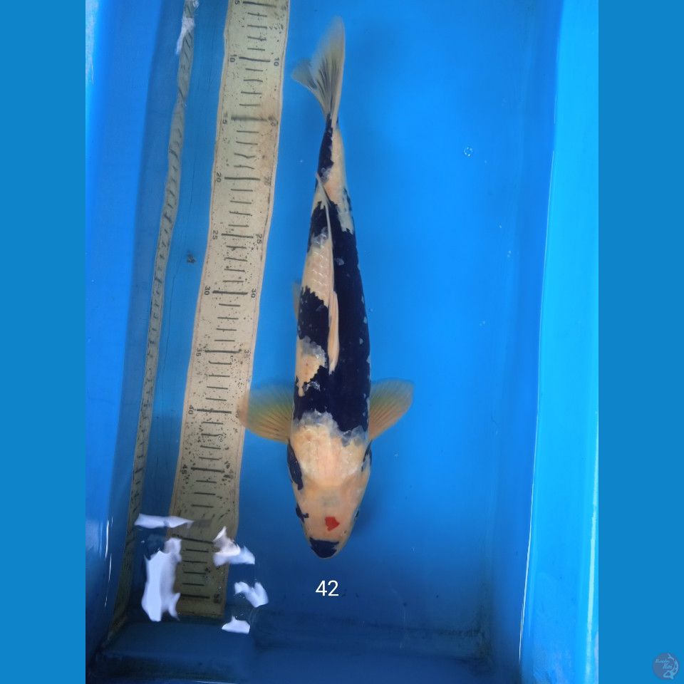 showa 42cm male