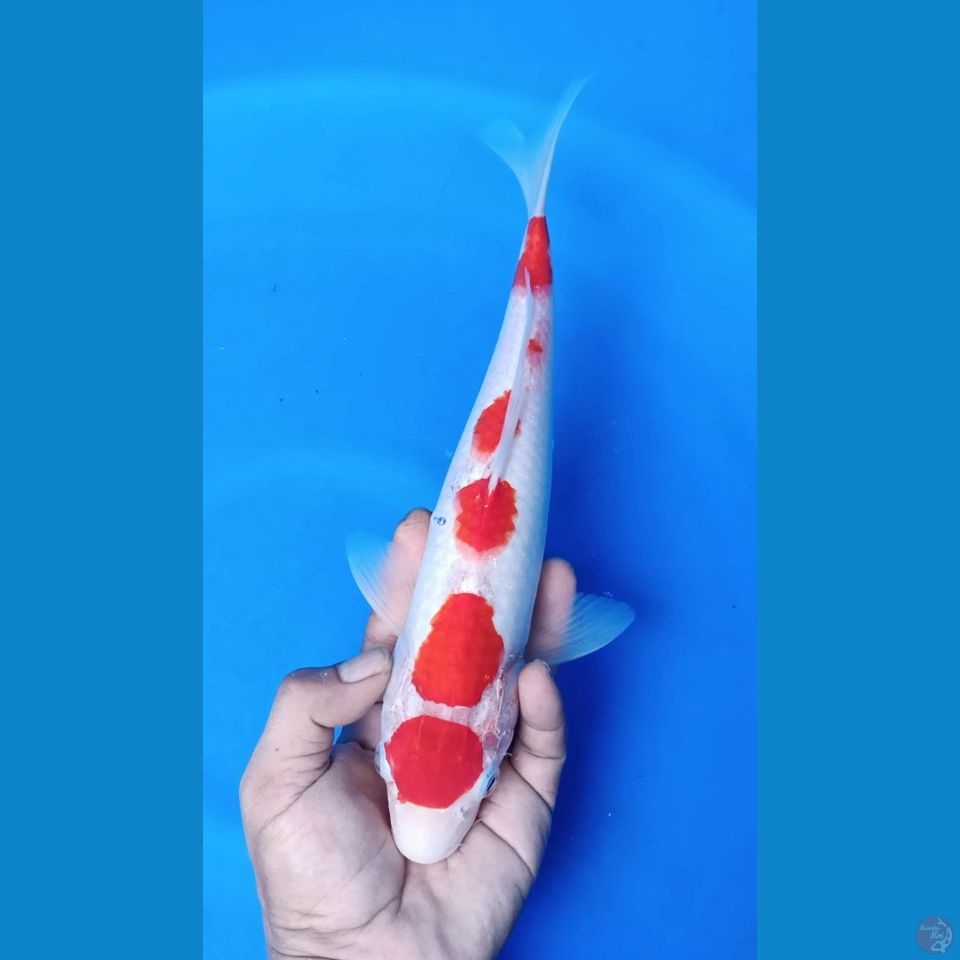 M 33CM MARUTEN KOHAKU SAKURA